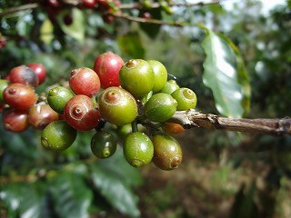 【1月】　コーヒー収穫